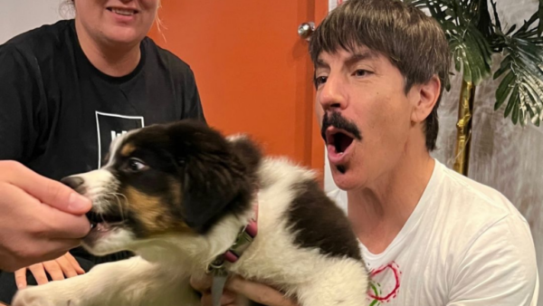 Red Hot Chili Peppers ayuda a los perros sin hogar